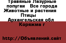 Травяные Лазурные попугаи - Все города Животные и растения » Птицы   . Архангельская обл.,Коряжма г.